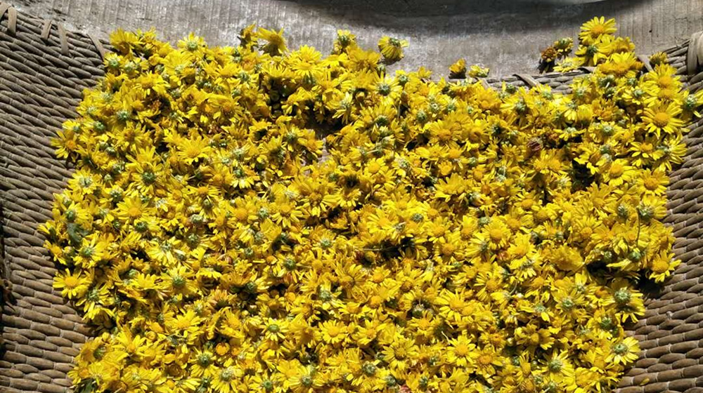 重阳节我和老伴去采菊 第 6 张 重阳节我和老伴去采菊 第 6 张