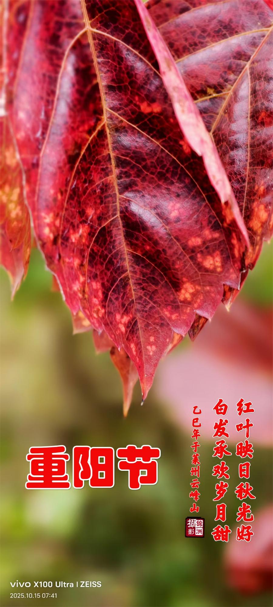 璀璨的莱州民俗文化——重阳节 第 1 张 璀璨的莱州民俗文化——重阳节 第 1 张