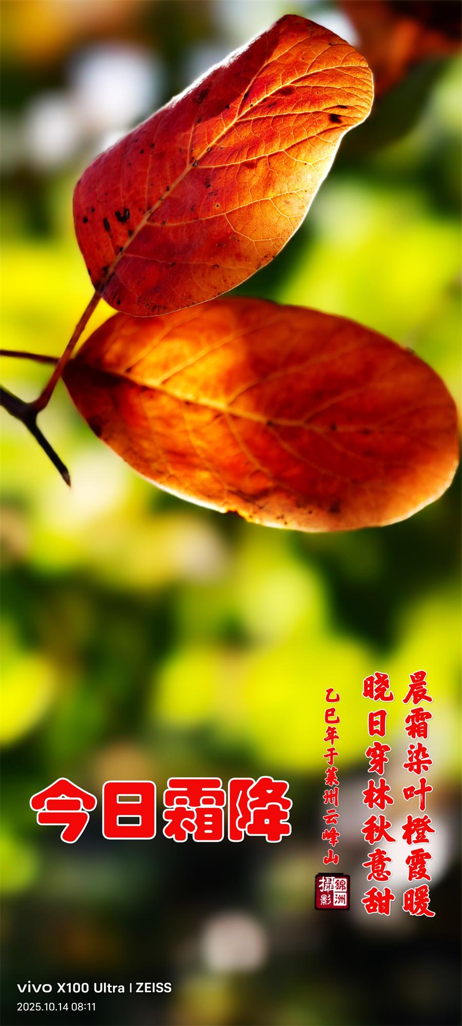 璀璨的莱州民俗文化——霜降 第 1 张 璀璨的莱州民俗文化——霜降 第 1 张