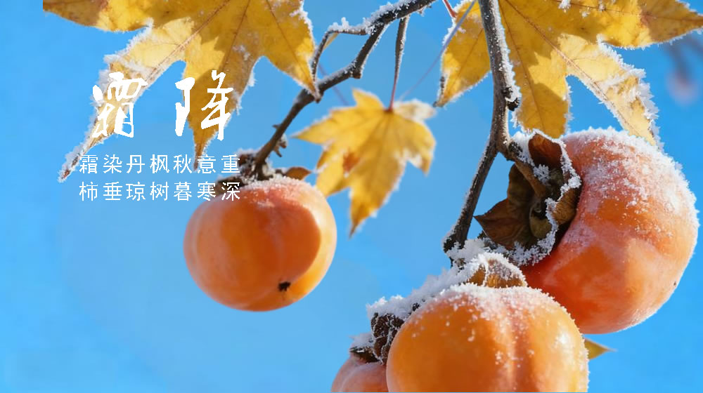 璀璨的莱州民俗文化——霜降 第 4 张 璀璨的莱州民俗文化——霜降 第 4 张