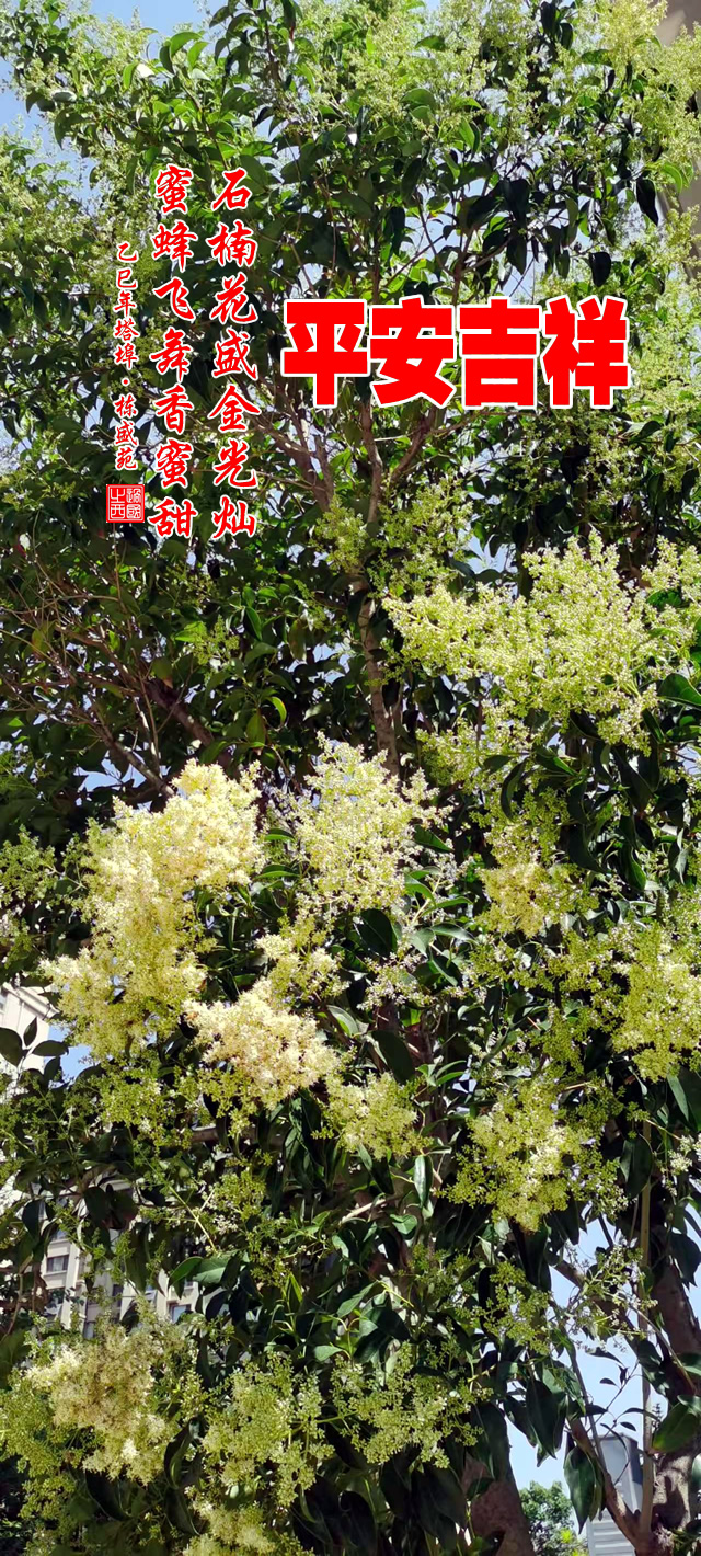 石楠花盛金光灿，蜜蜂飞舞香蜜甜