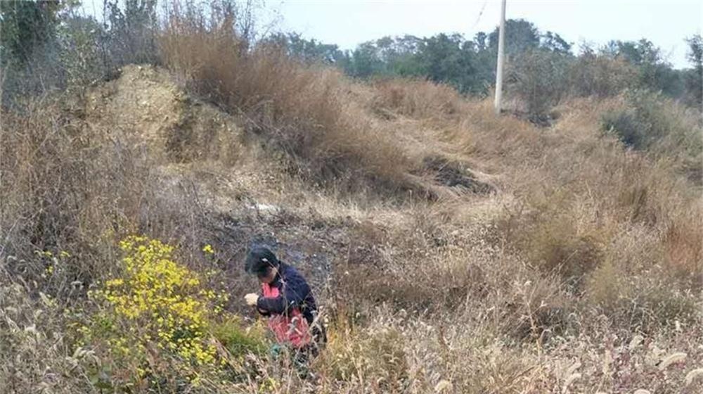 重阳节我和老伴去采菊 第 2 张 重阳节我和老伴去采菊 第 2 张