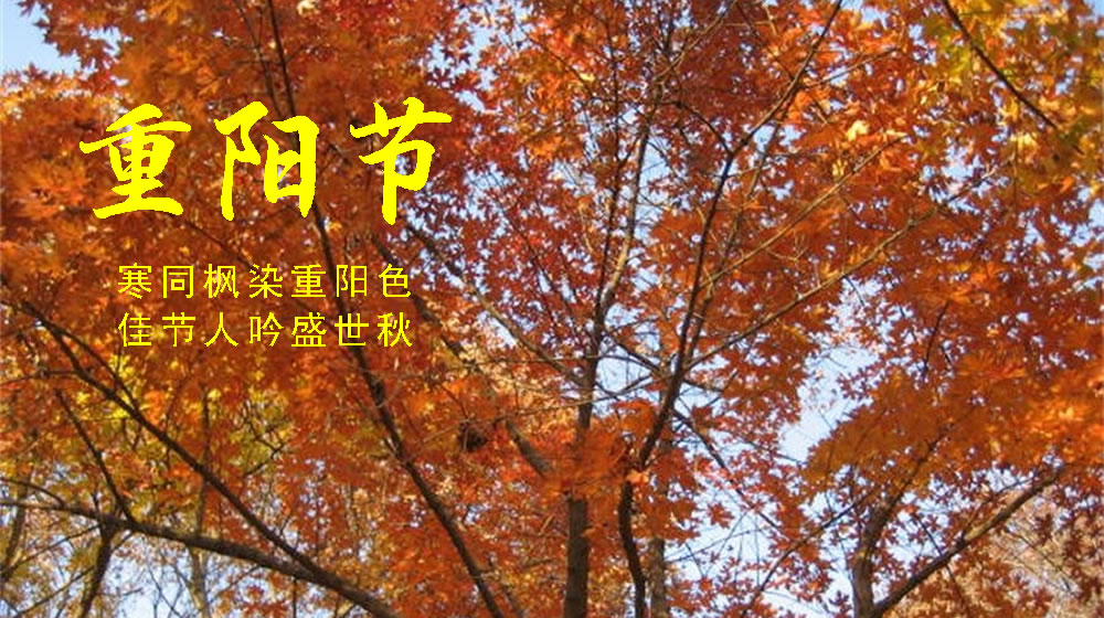 璀璨的莱州民俗文化——重阳节 第 4 张 璀璨的莱州民俗文化——重阳节 第 4 张