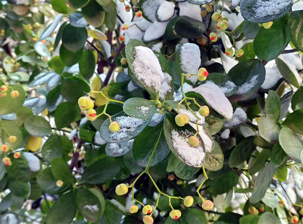 雪落三二日，古谚映天工 —— 解密莱州 “大雪不封地” 的智慧密码 第 5 张