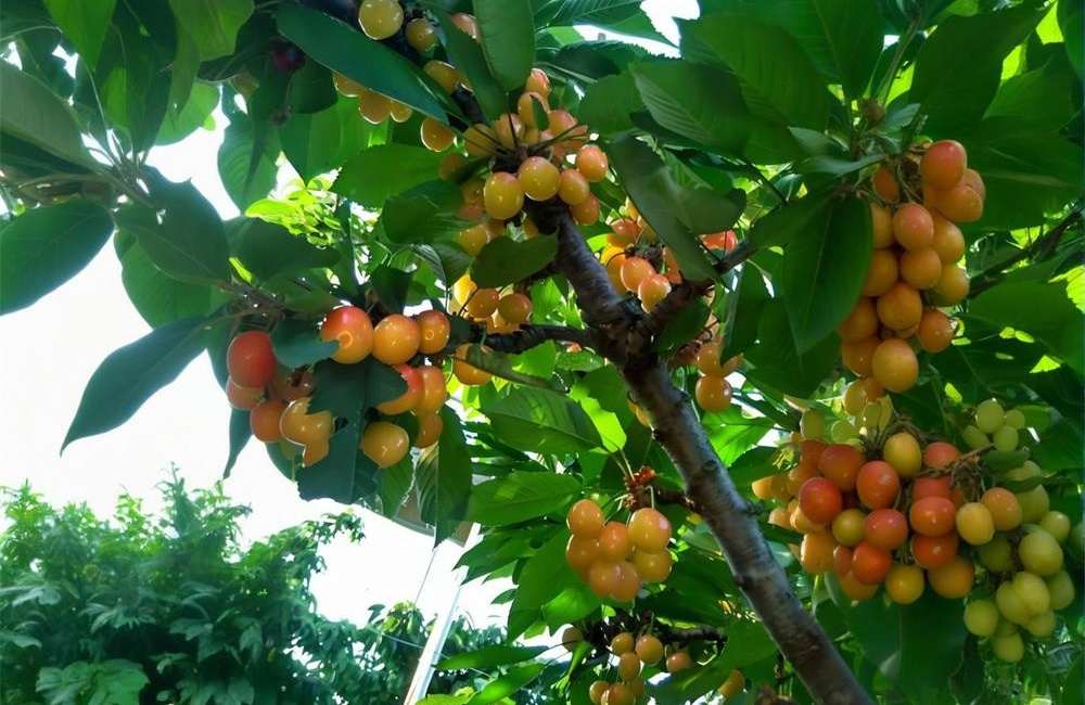 莱州大樱桃——春果第一枝，甘美誉中华 第 1 张