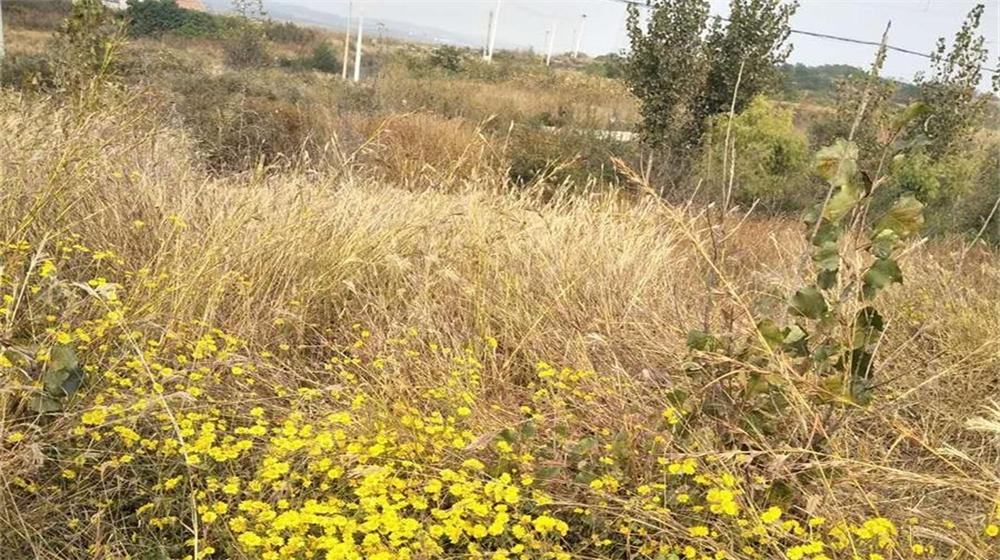 重阳节我和老伴去采菊 第 5 张 重阳节我和老伴去采菊 第 5 张