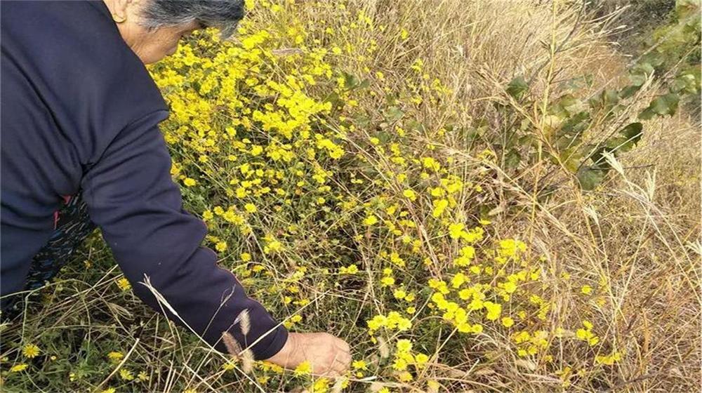 重阳节我和老伴去采菊 第 3 张 重阳节我和老伴去采菊 第 3 张