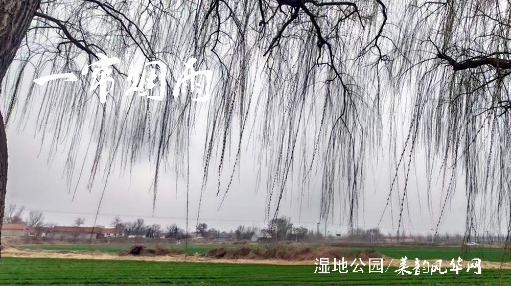 ​绝句二首•春柳 第 2 张