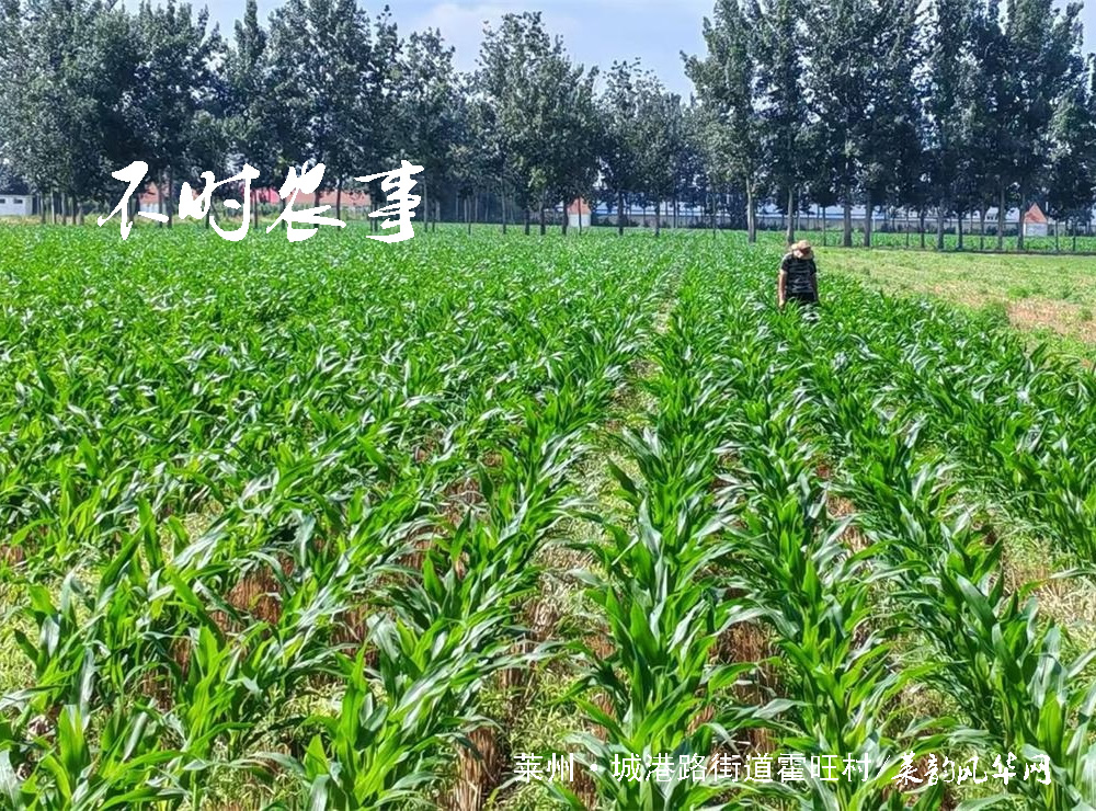 头伏十天伏，暑气的盛夏开篇    第 5 张