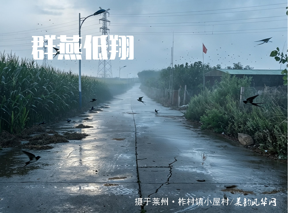 莱邑农谚解密（七）：燕子低飞蛇过道，蚂蚁搬家蛤蟆叫，不久大雨要来到 第 3 张