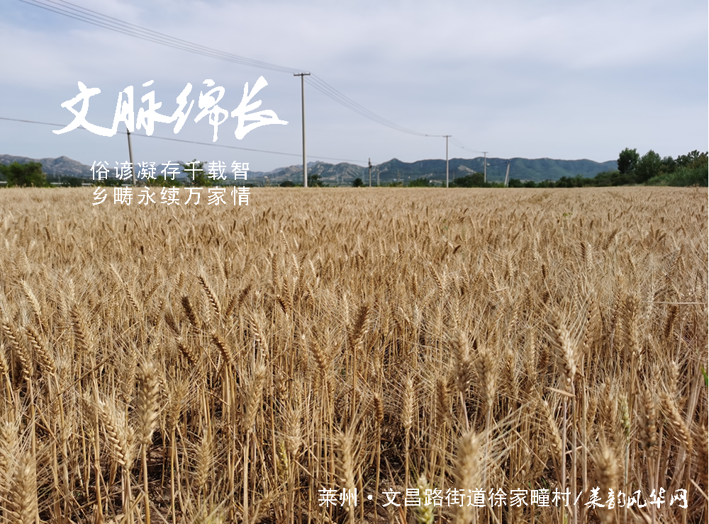 蛙鸣报夏时，俗谚藏农情——莱州乡间的麦收旧忆   第 6 张