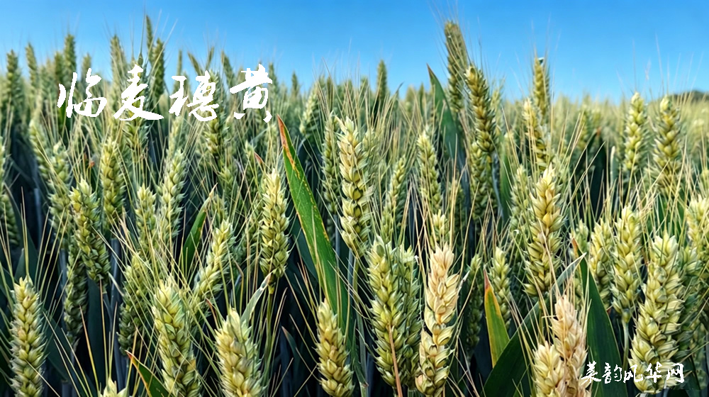 诗话小满,绝句十二首 第 9 张 诗话小满,绝句十二首 第 9 张
