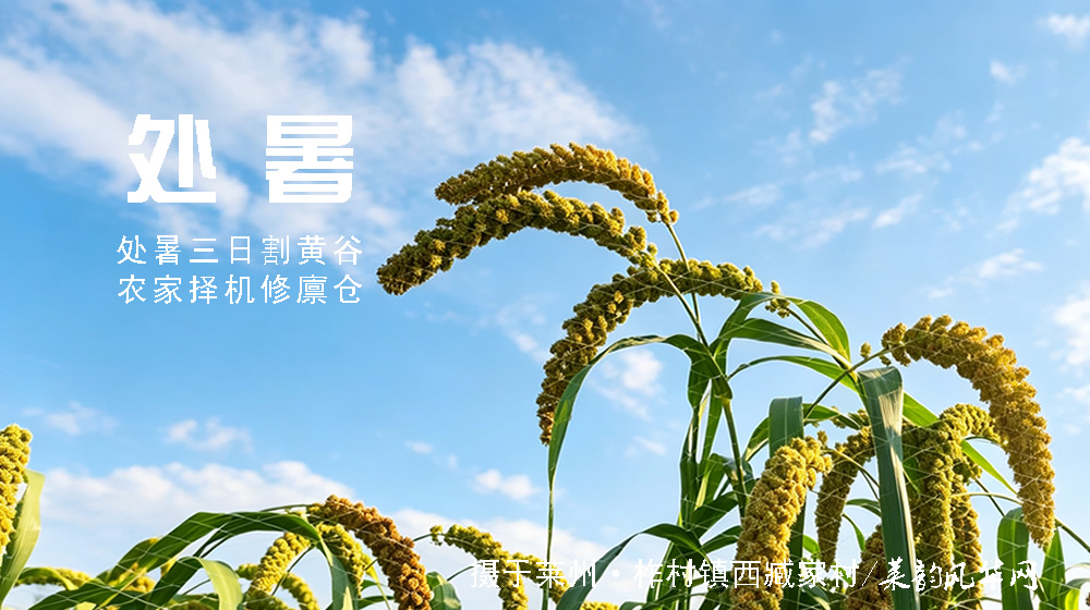 璀璨的莱州民俗文化——处暑 第 2 张