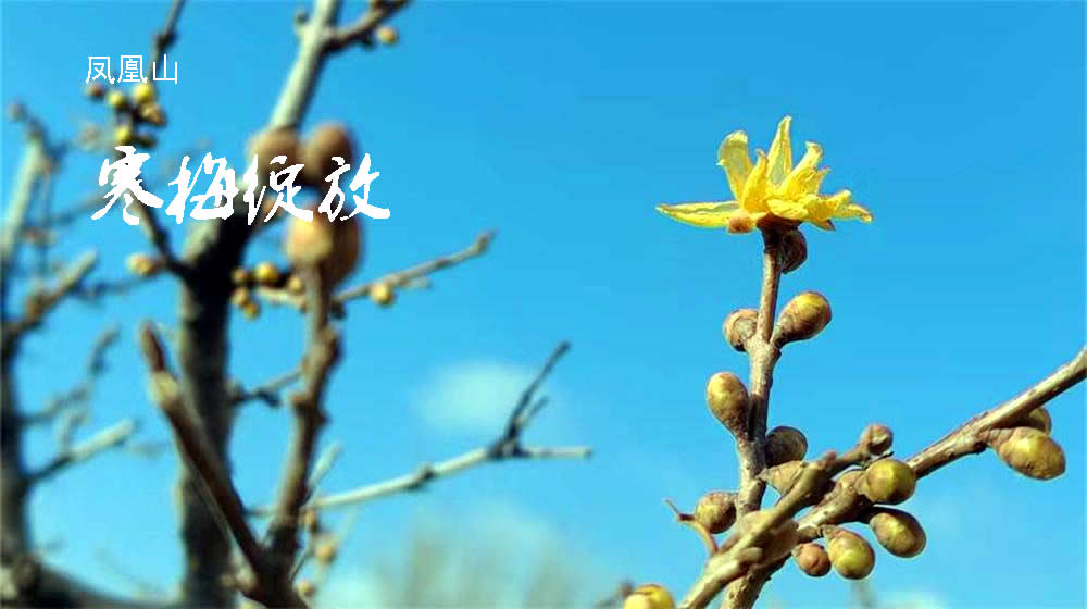 七绝·岁寒三友 第 3 张