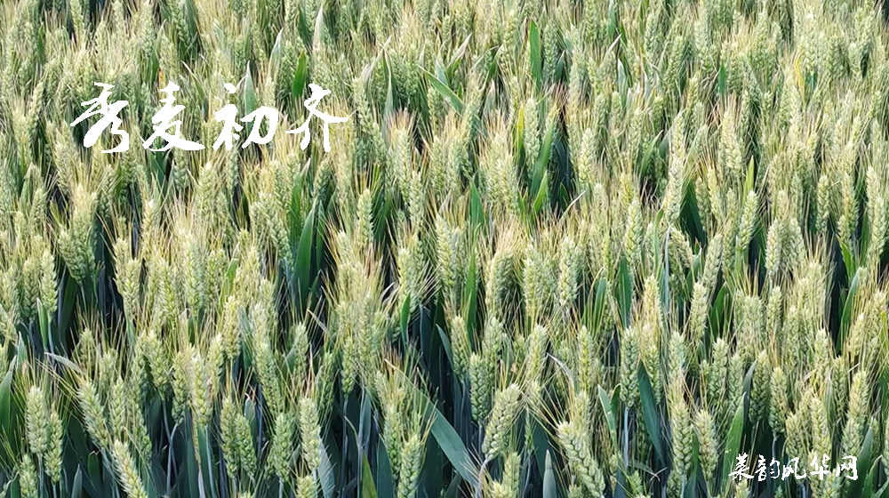 诗话小满,绝句十二首 第 8 张 诗话小满,绝句十二首 第 8 张