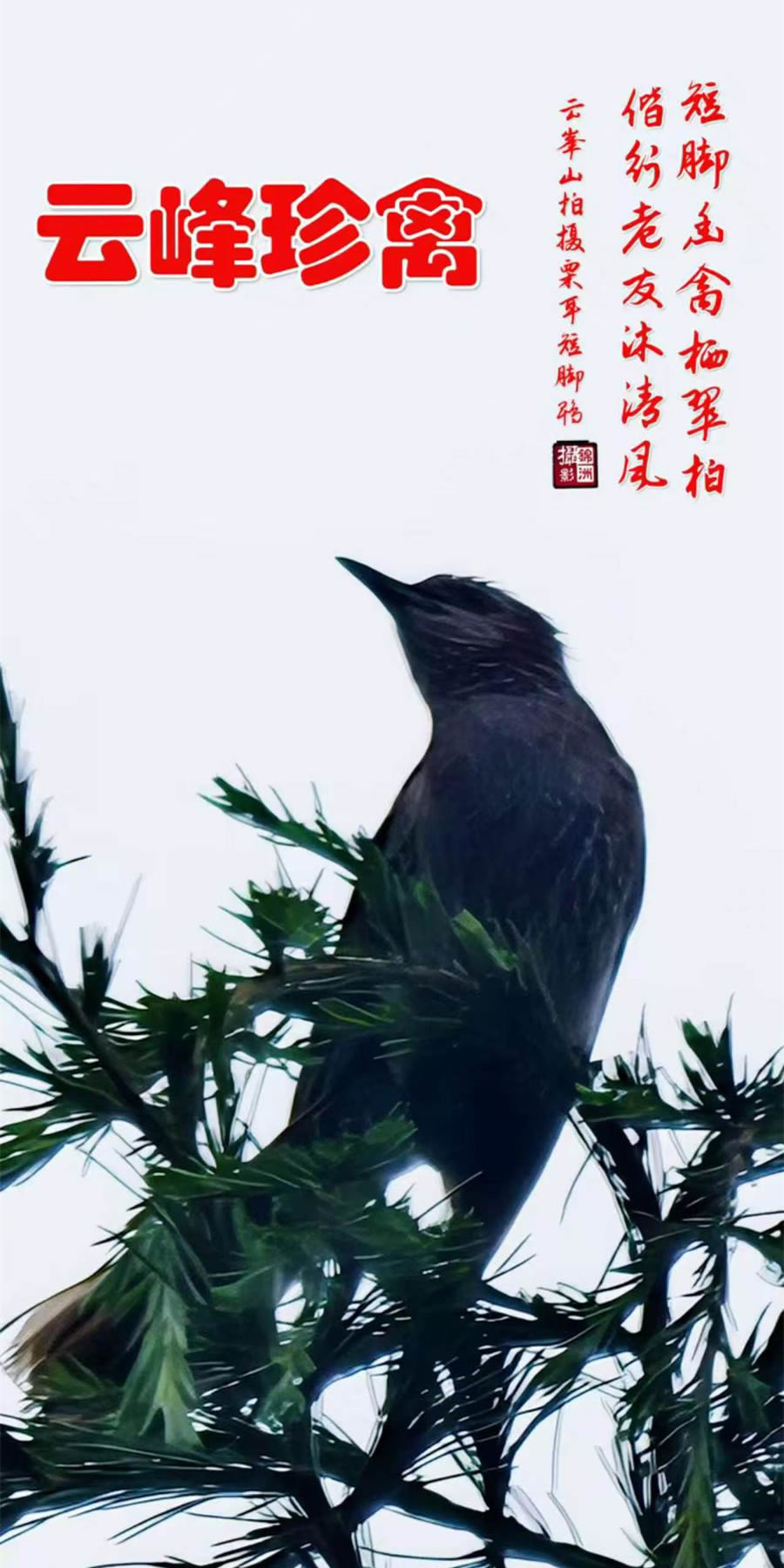 李锦洲手机摄影作品选——小鸟 第 6 张