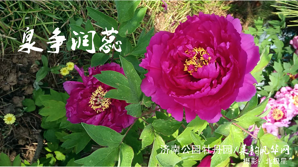 律诗三首•泉韵牡丹 第 2 张