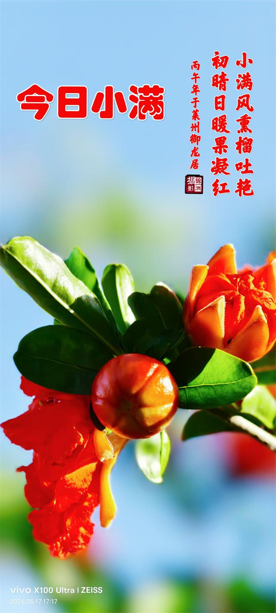 璀璨的莱州民俗文化——小满 第 1 张