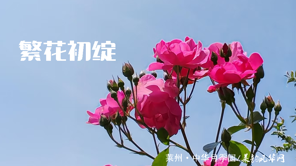 诗词三首•莱州市花 第 2 张