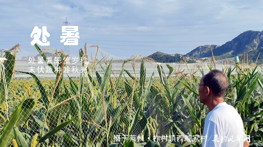 璀璨的莱州民俗文化——处暑 第 3 张