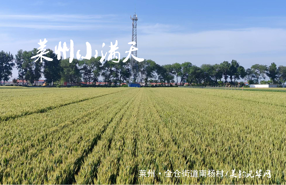 莱州小满至，麦香遍乡畴 第 1 张