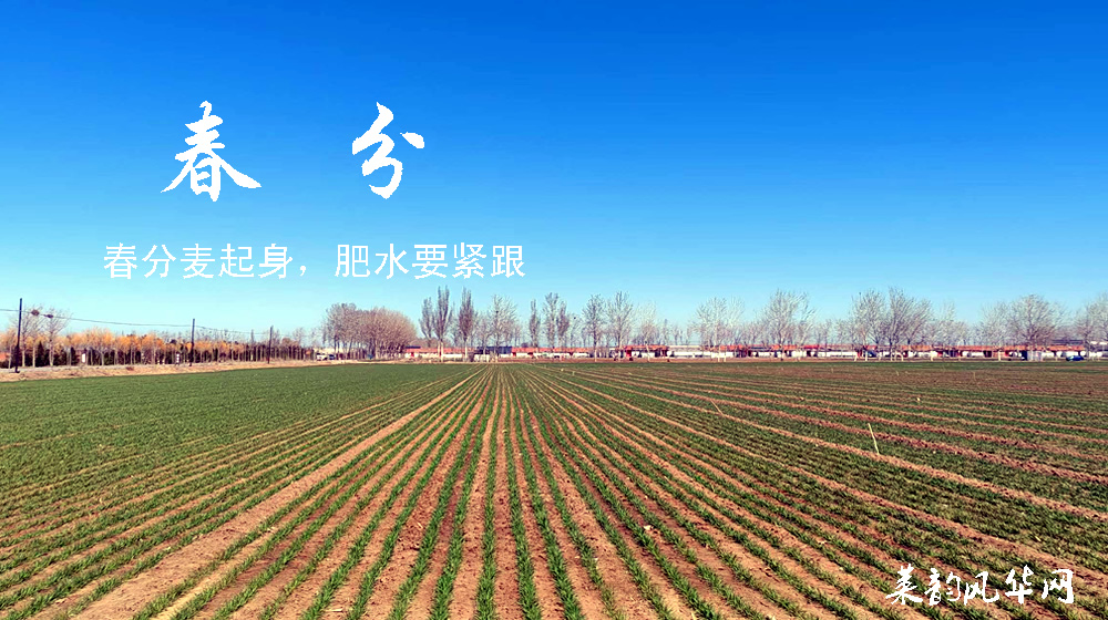 璀璨的莱州民俗文化——春分逢二月二 双节同庆 第 2 张