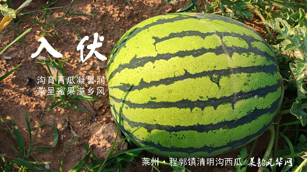 璀璨的莱州民俗文化——入伏 第 4 张