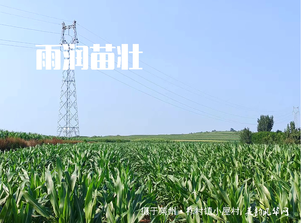 莱邑农谚解密（一）：先雷后雨，有雨不大 第 6 张