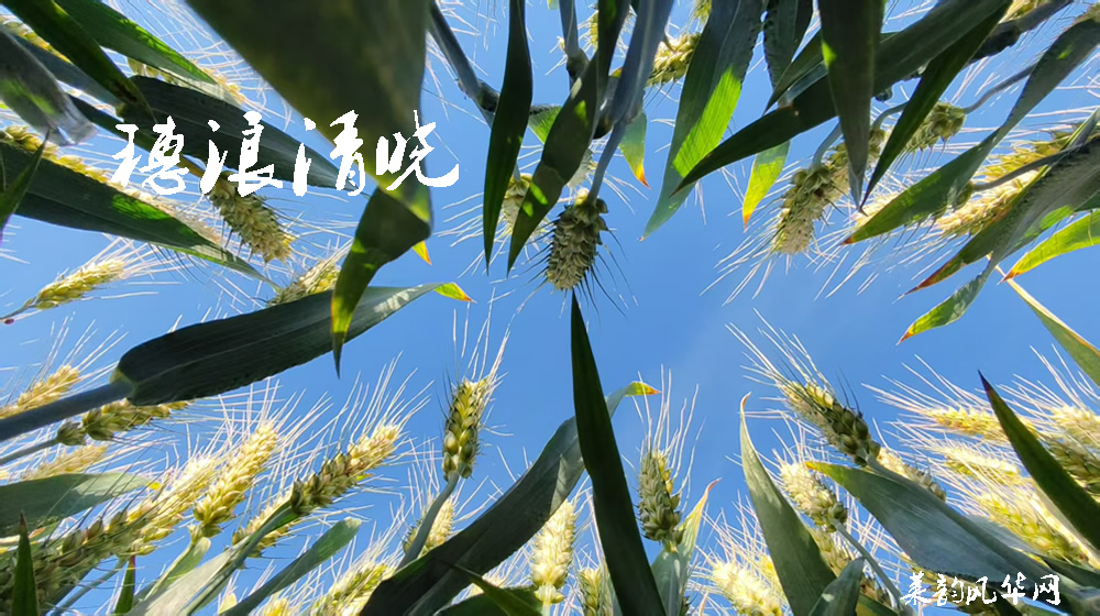 诗词七首•田园莱韵 第 3 张
