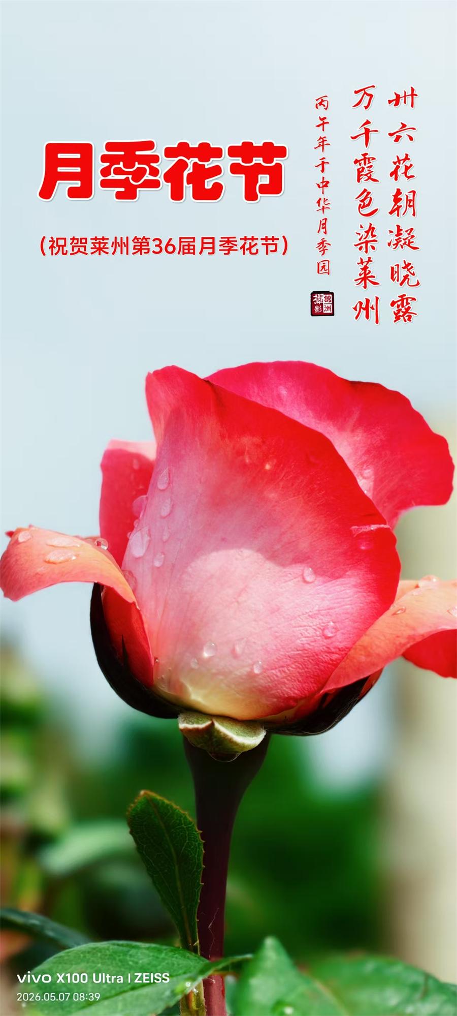 赞月季之都—莱州 第 1 张