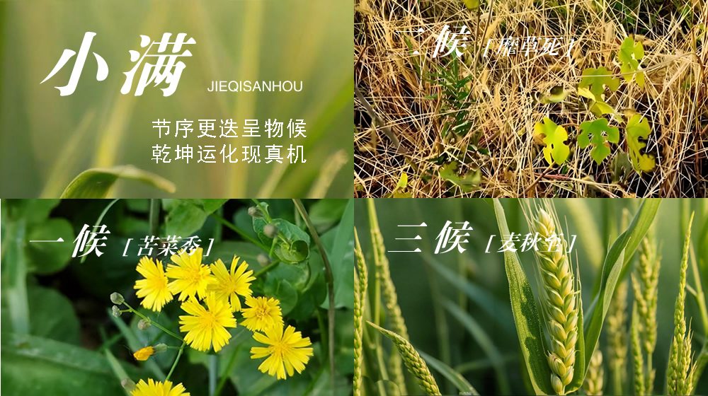 璀璨的莱州民俗文化——小满 第 5 张