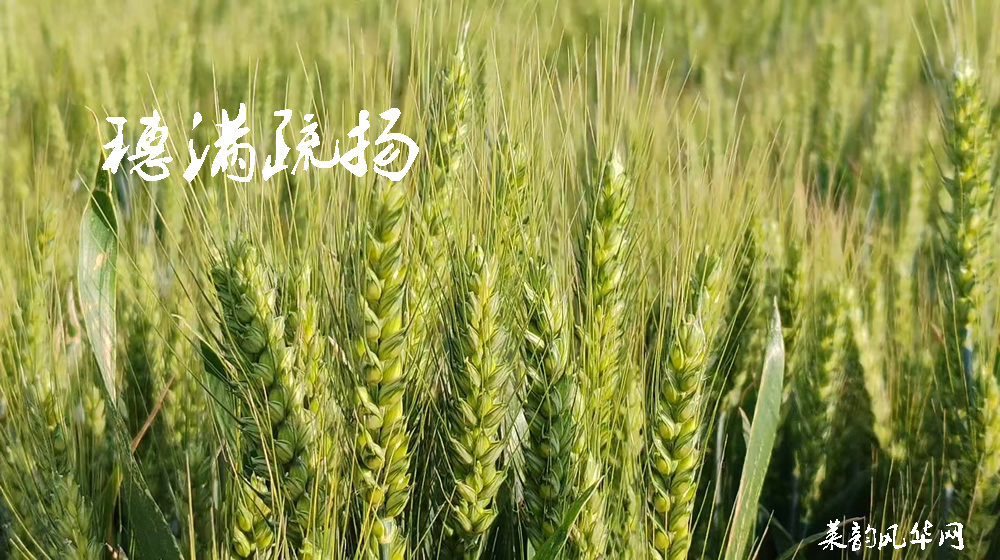 诗词七首•田园莱韵 第 2 张