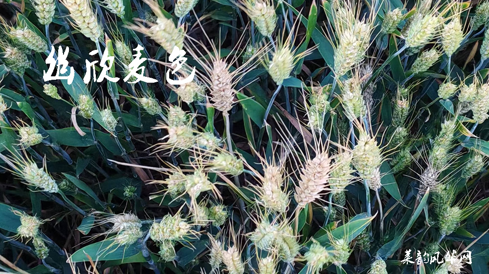 诗话小满,绝句十二首 第 7 张 诗话小满,绝句十二首 第 7 张