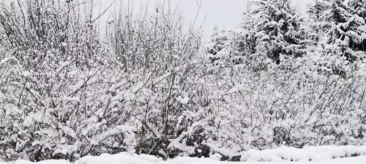 一七令•雪 第 4 张