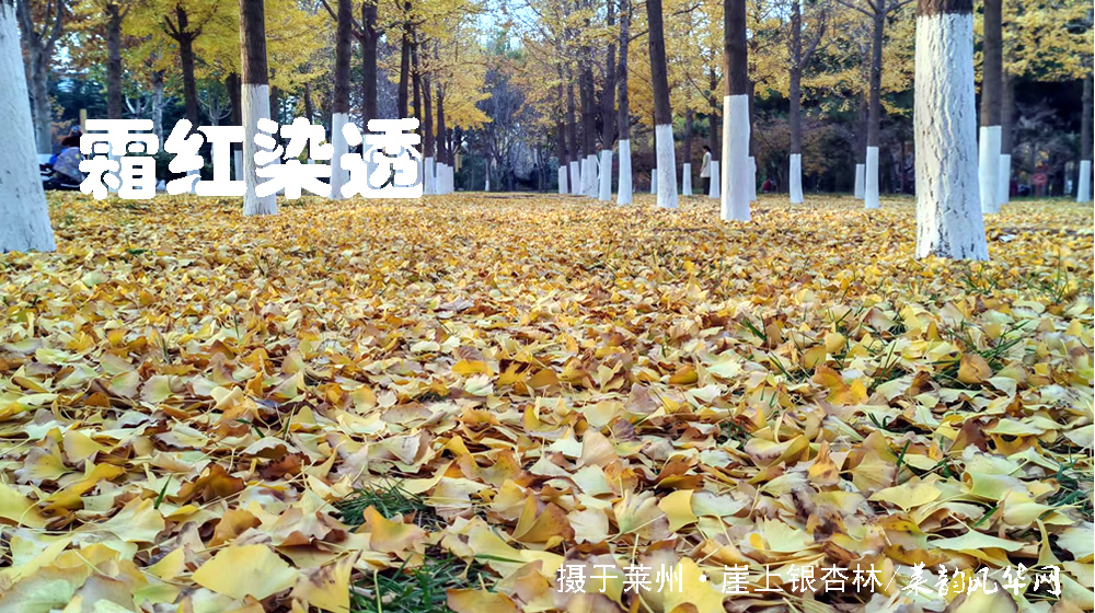 诗词十二首•感怀重阳 第 8 张