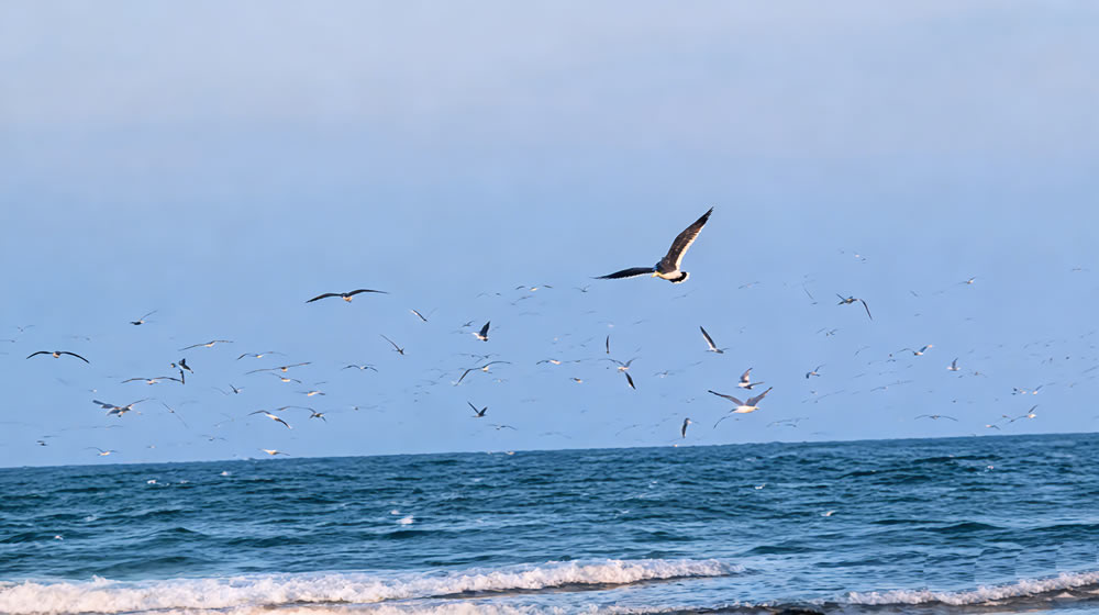 卜算子·隆冬观海 第 3 张