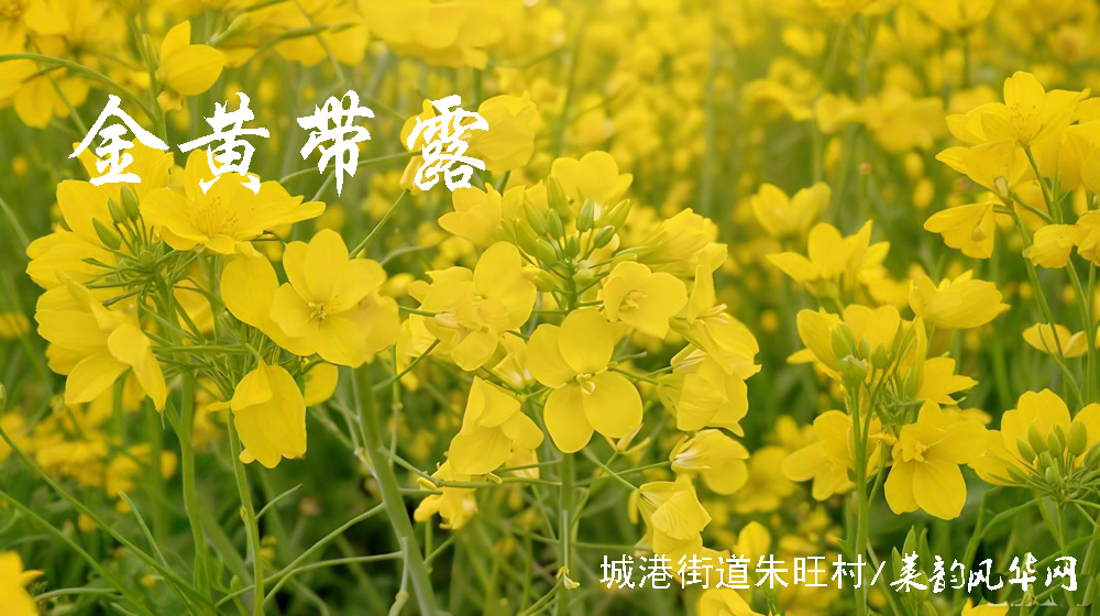 律诗三首•油菜花 第 1 张