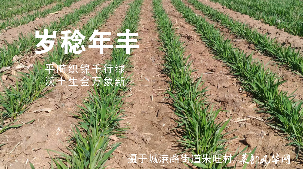 璀璨的莱州民俗文化——麦子生日 第 4 张