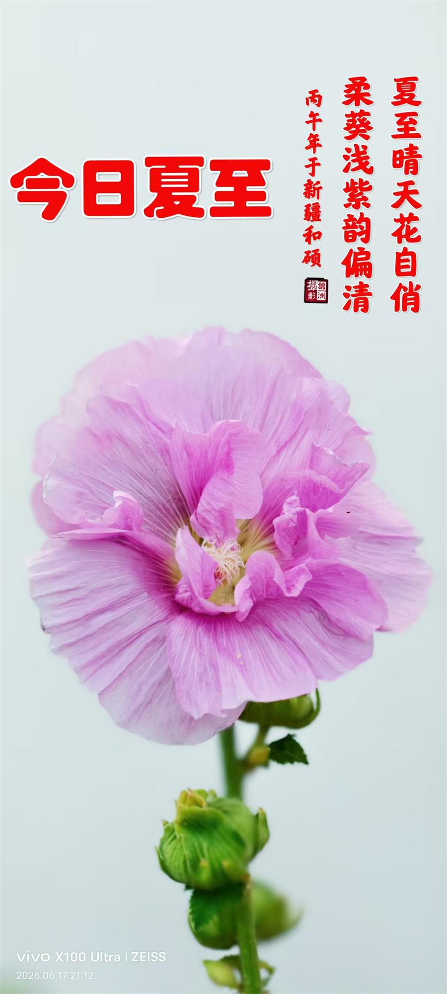 璀璨的莱州民俗文化——夏至 第 1 张