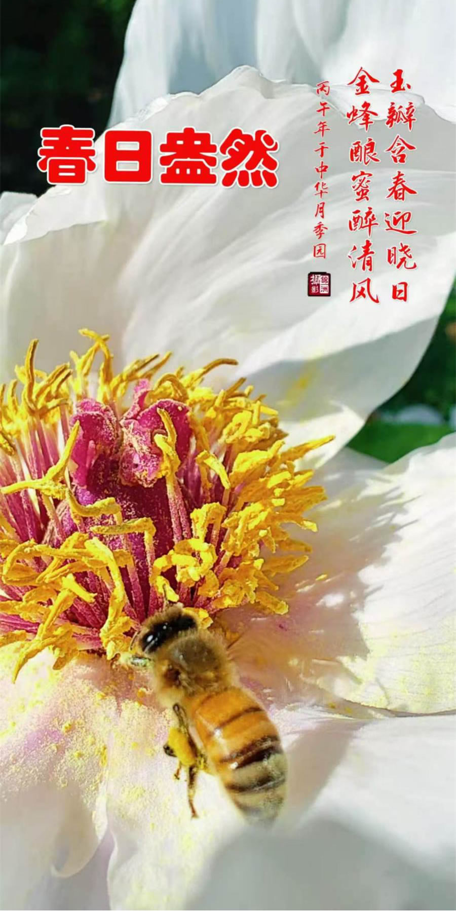李锦洲手机摄影作品选——蜜蜂 第 4 张