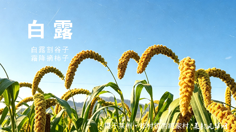 璀璨的莱州民俗文化——白露 第 3 张