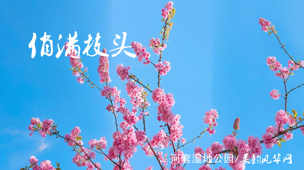 诗词三首•樱花吟 第 1 张