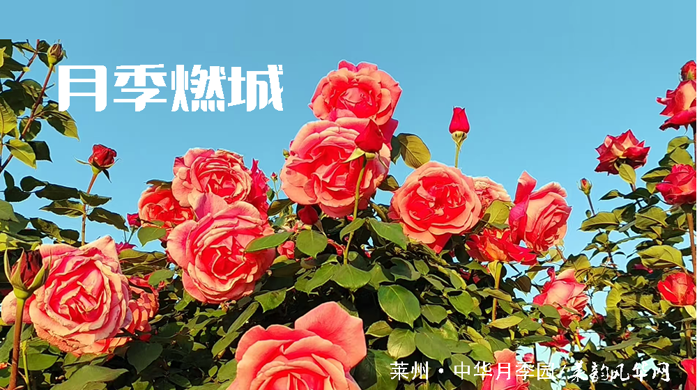 绝句四首•咏月季 第 4 张