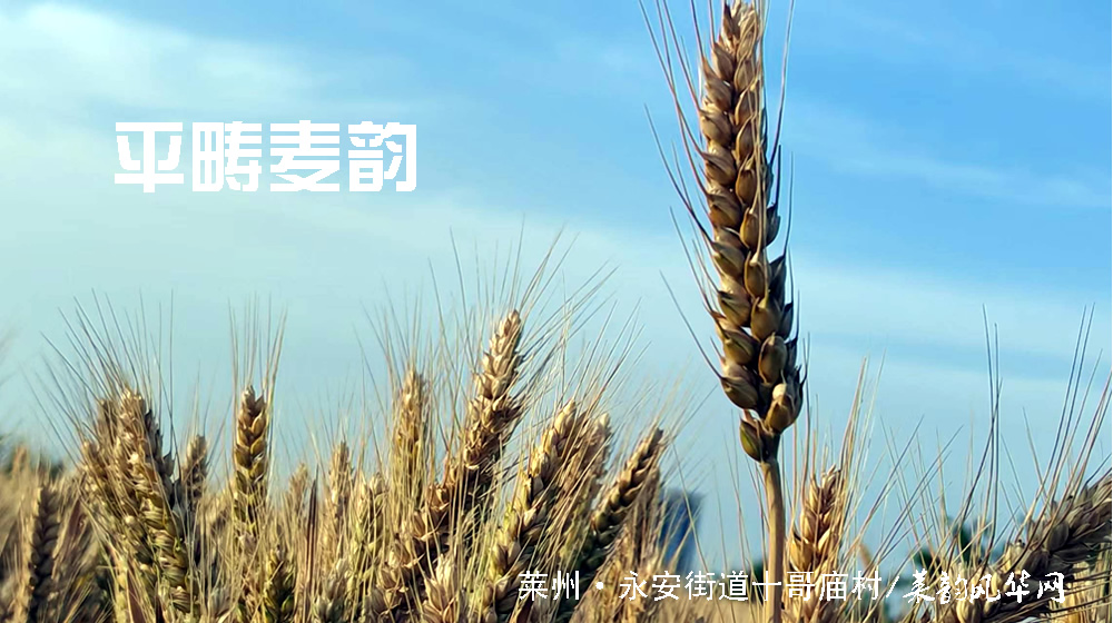 七绝•莱州三夏 第 4 张 七绝•莱州三夏 第 4 张