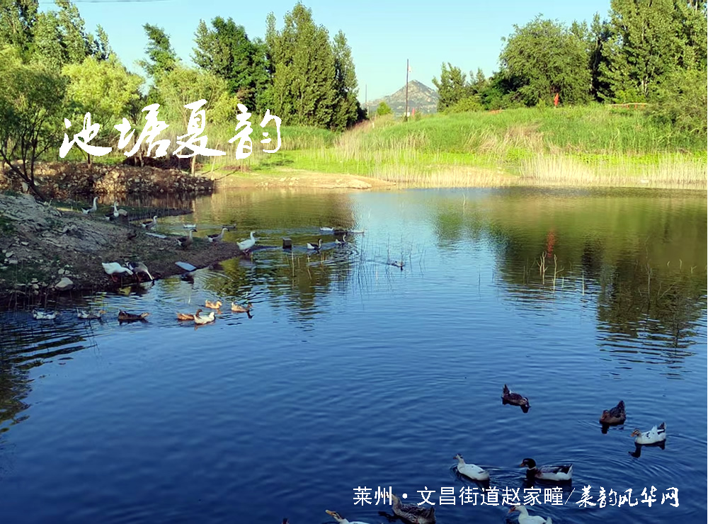头伏十天伏，暑气的盛夏开篇    第 4 张