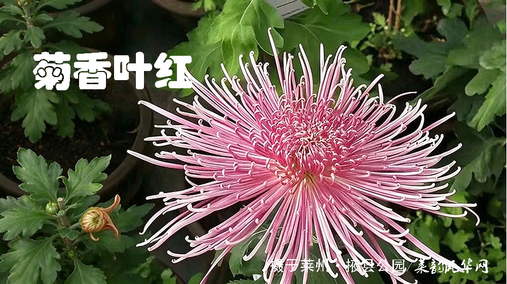 诗词八首·霜降 第 1 张