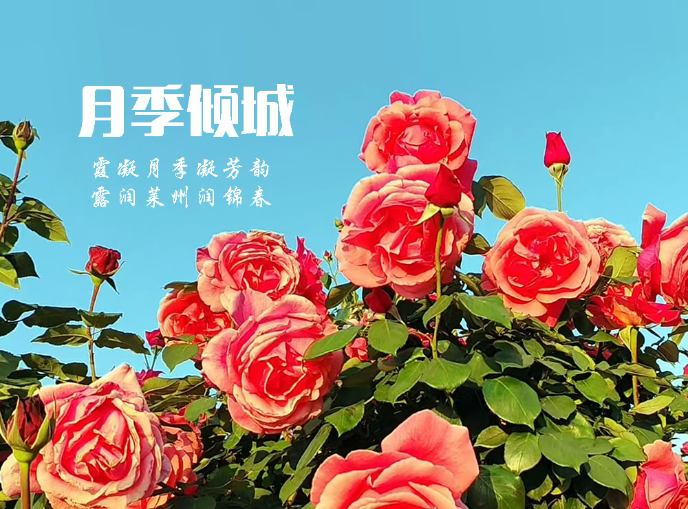赞月季之都—莱州 第 2 张