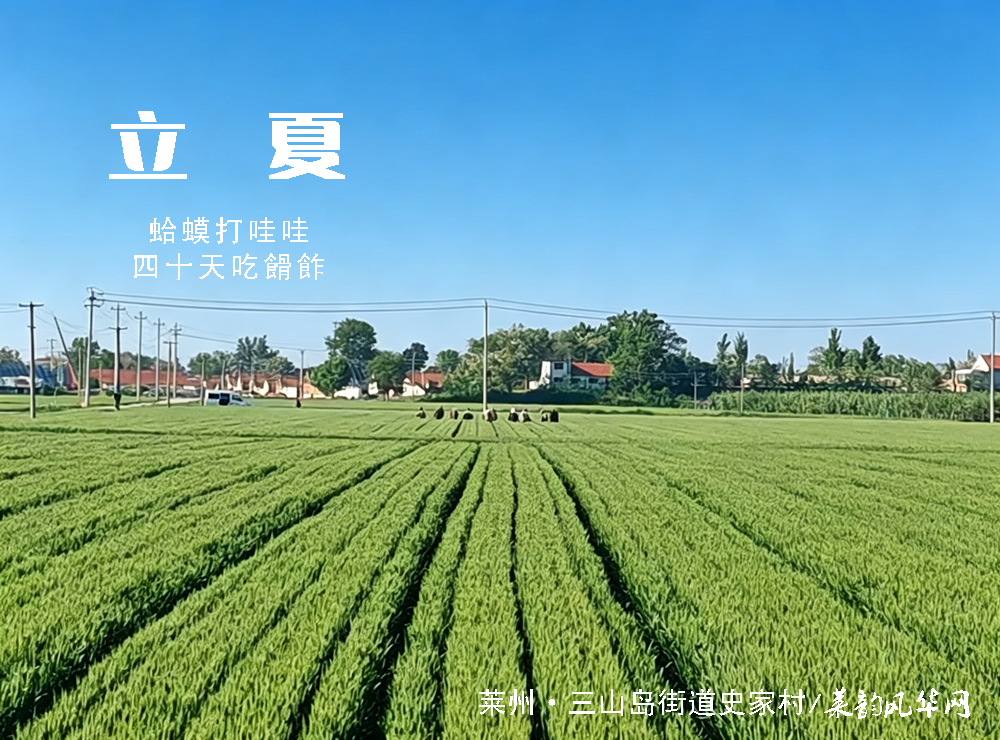 蛙鸣报夏时，俗谚藏农情——莱州乡间的麦收旧忆   第 1 张
