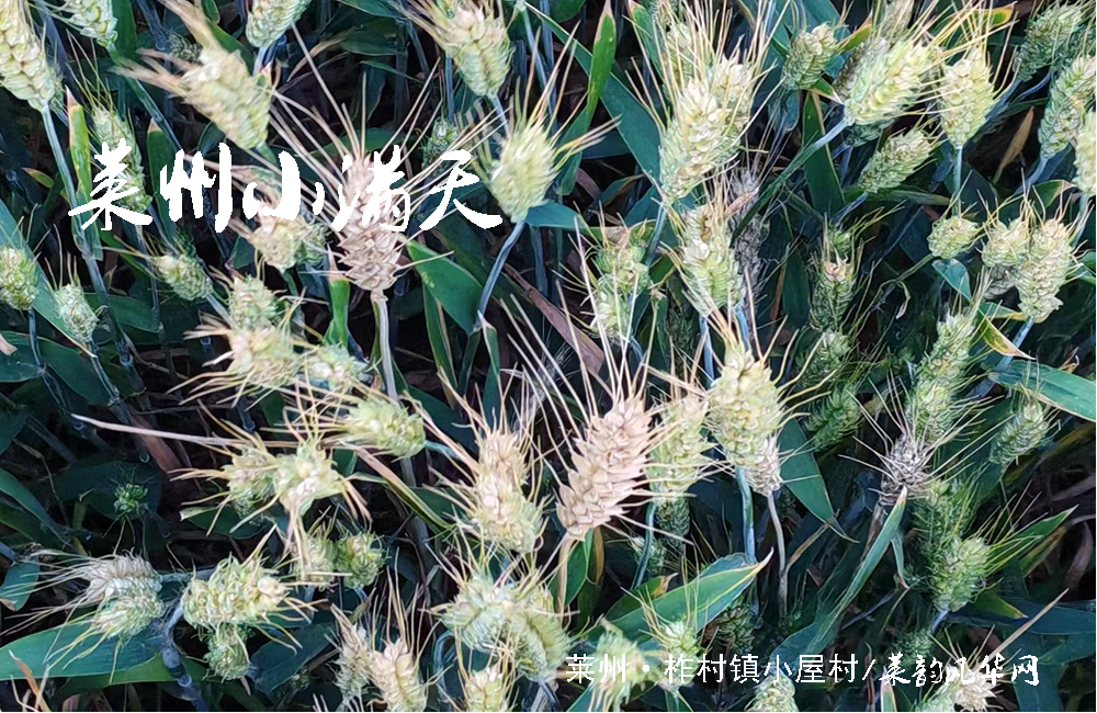 莱州小满至，麦香遍乡畴 第 3 张