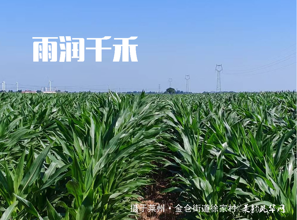 莱邑农谚解密（七）：燕子低飞蛇过道，蚂蚁搬家蛤蟆叫，不久大雨要来到 第 6 张